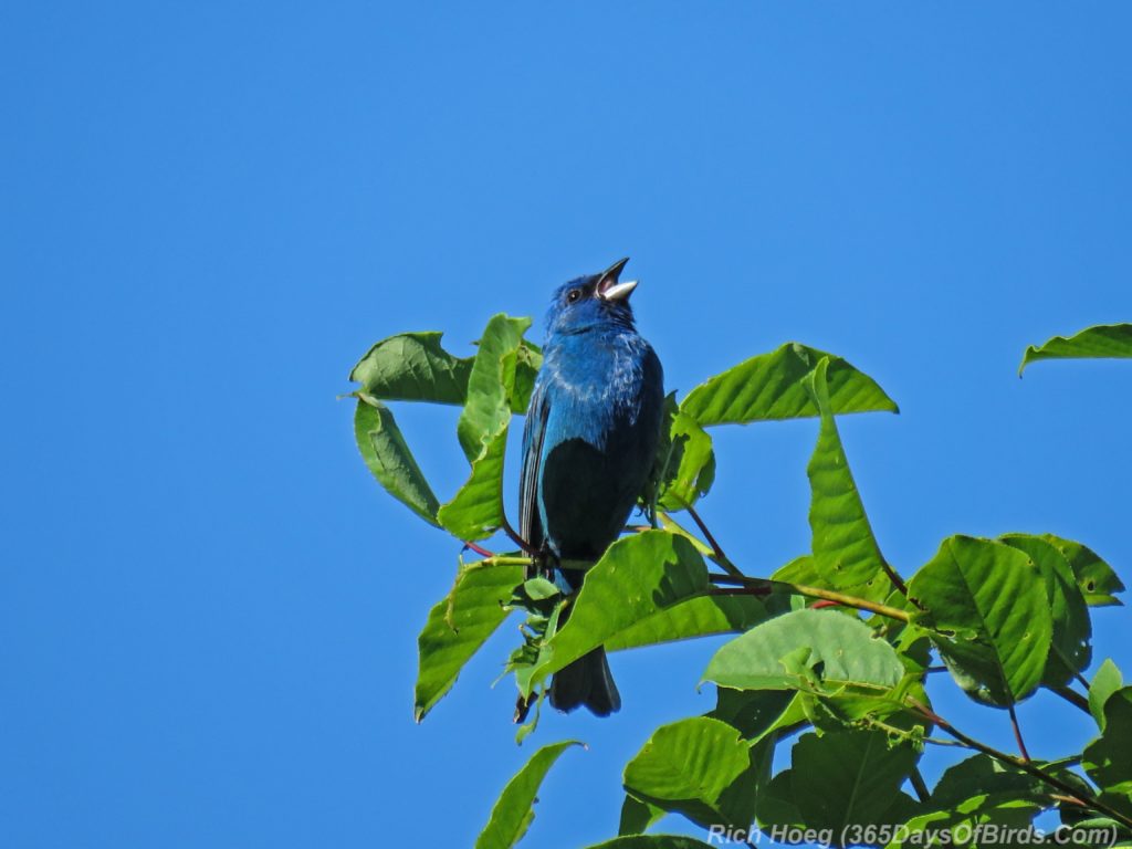 Y3-M06-Lester-Amity-Chalet-Indigo-Bunting-02