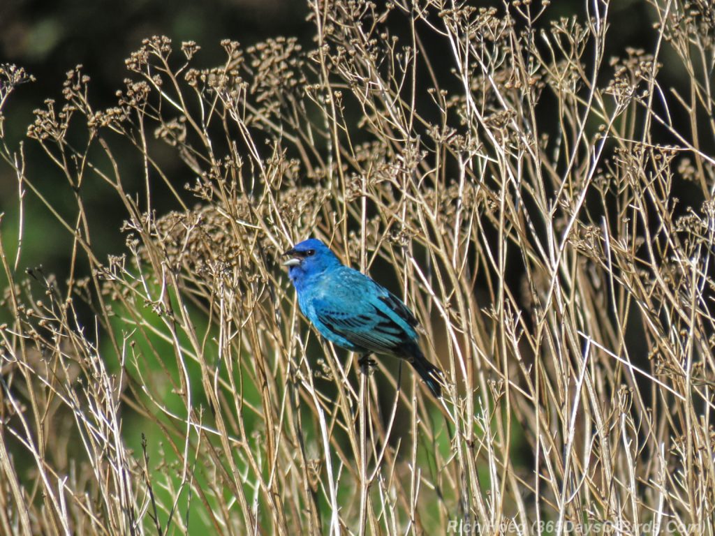 Y3-M06-Lester-Amity-Chalet-Indigo-Bunting-04-Tansy