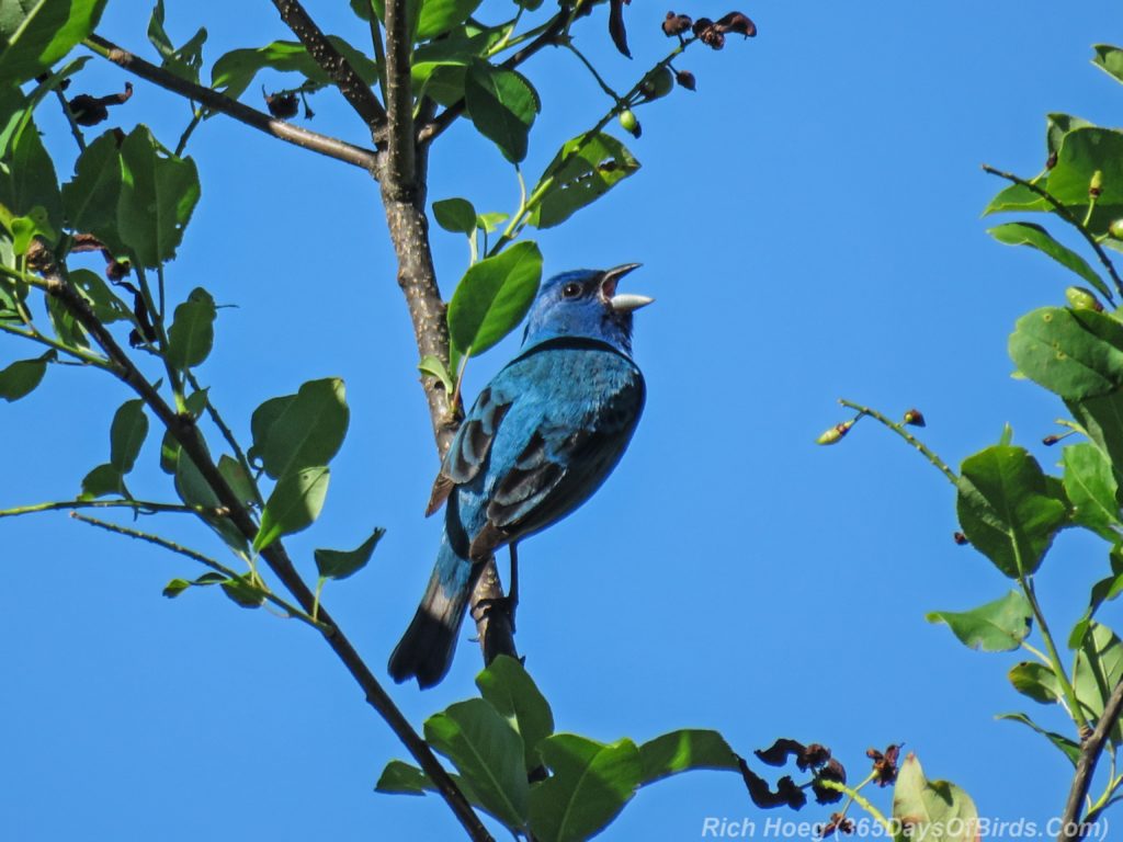 Y3-M06-Lester-Amity-Chalet-Indigo-Bunting-07