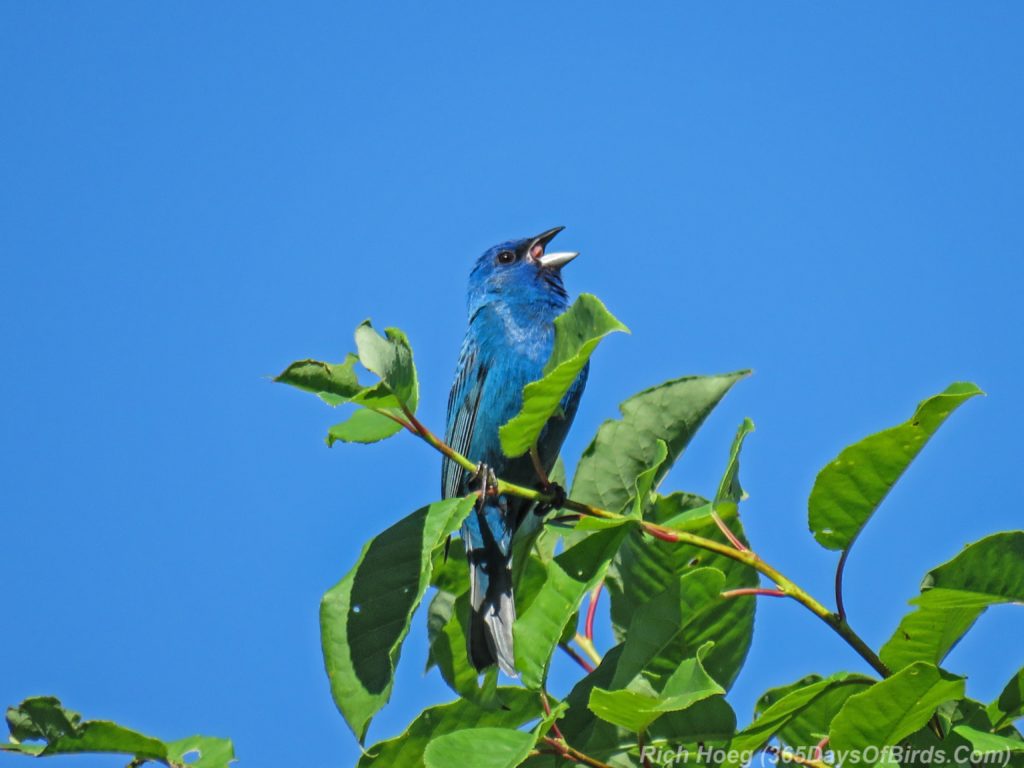 Y3-M06-Lester-Amity-Chalet-Indigo-Bunting-10