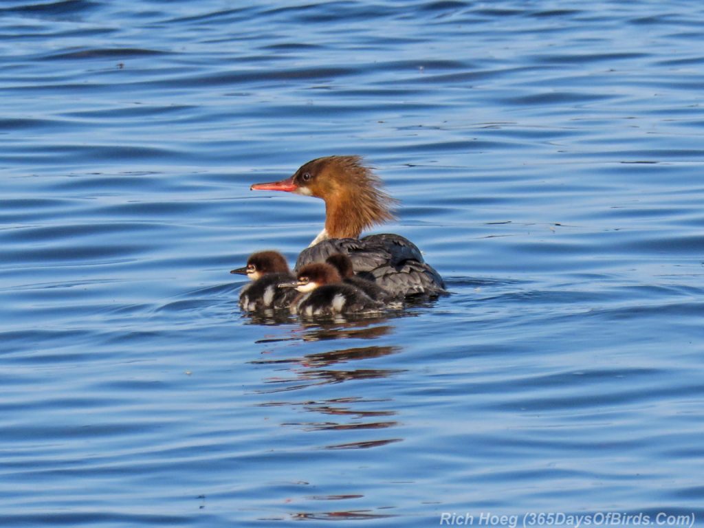 Y3-M06-Lester-River-Common-Merganser-Family-1