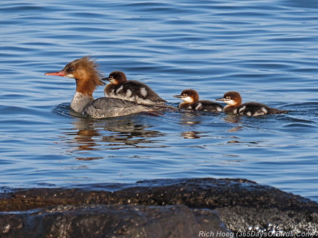 Y3-M06-Lester-River-Common-Merganser-Family-2