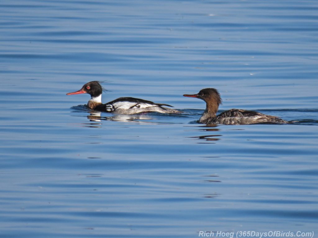 Y3-M06-Lester-River-Red-Breasted-Mergansers