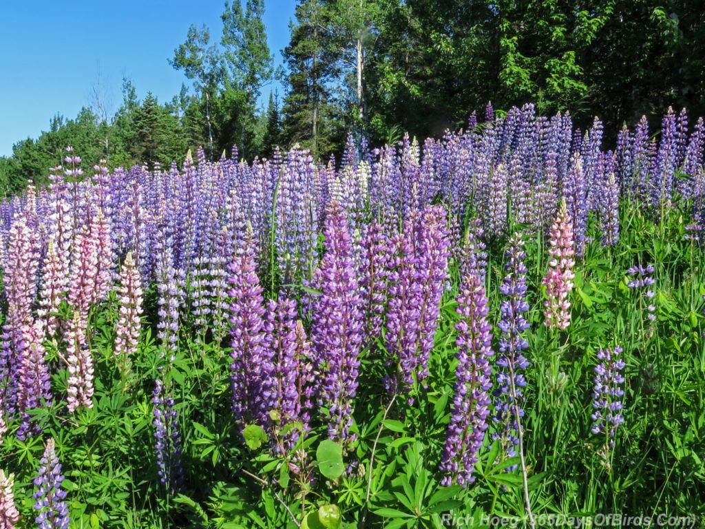 Y3-M06-Lizmore-Road-Lupines