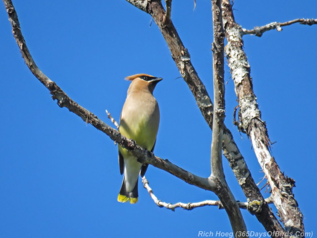 Y3-M06-Pagami-Creek-Wildfire-Cedar-Waxwing