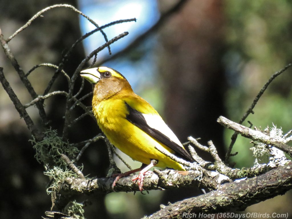 Y3-M06-Pagami-Creek-Wildfire-Evening-Grosbeak-2