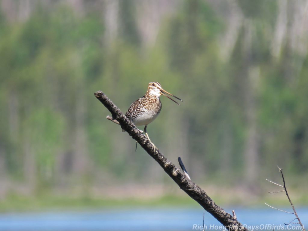 Y3-M06-Pagami-Creek-Wildfire-Wilsons-Snipe-1-Singing