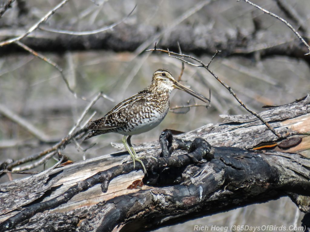 Y3-M06-Pagami-Creek-Wildfire-Wilsons-Snipe-3-Singing