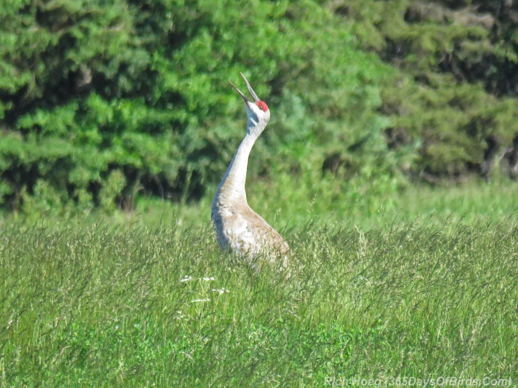 Y3-M06-Roberg-Road-Sandhill-Crane-2