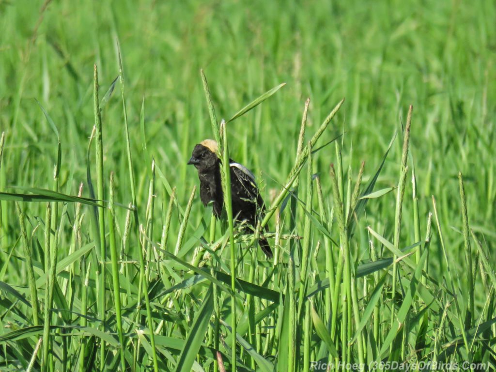 Y3-M06-Sax-Zim-Bog-Bobolink-01-Grass