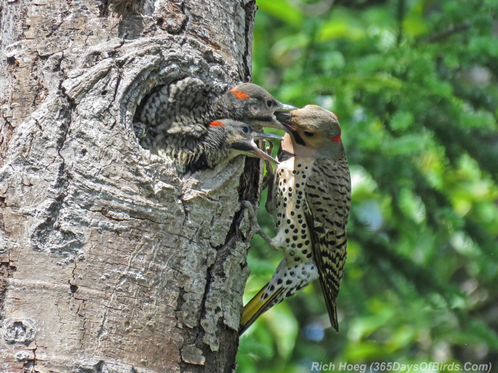 Y3-M06-Scenic-61-Yellow-Shafted-Flicker-Chicks-2