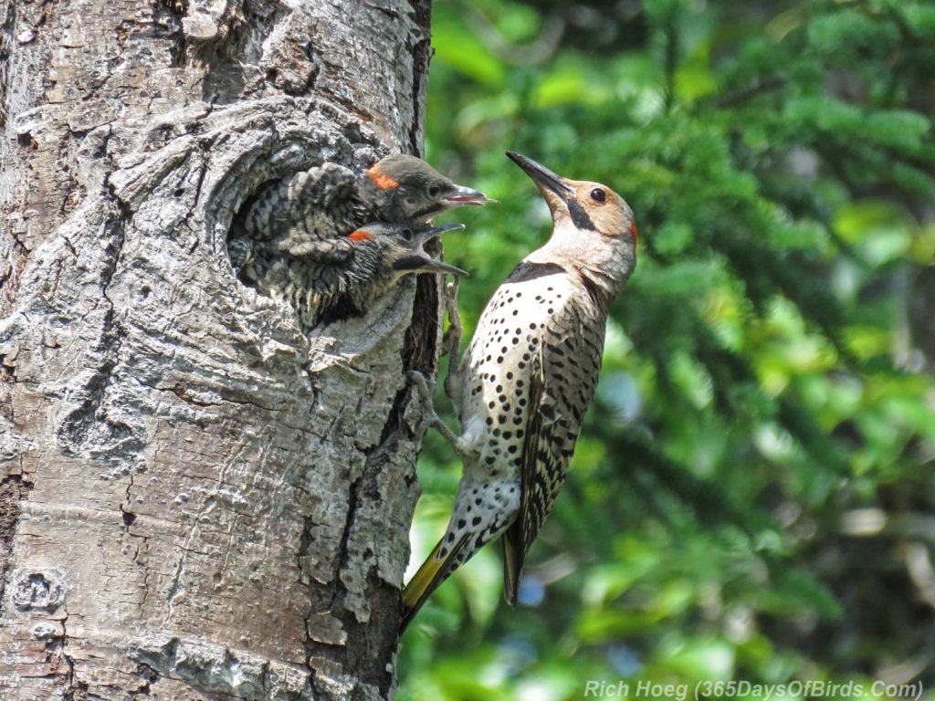 Y3-M06-Scenic-61-Yellow-Shafted-Flicker-Chicks-3b