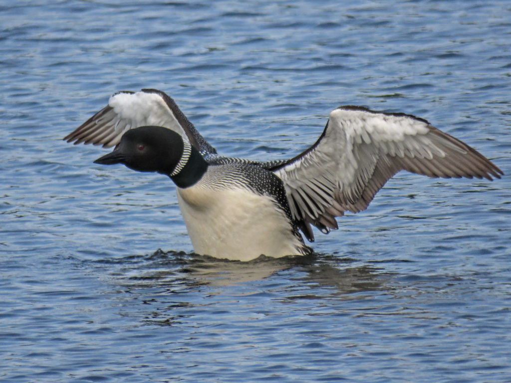 Y3-M06-Sherburne-National-Wildlife-Refuge-Common-Loon-1