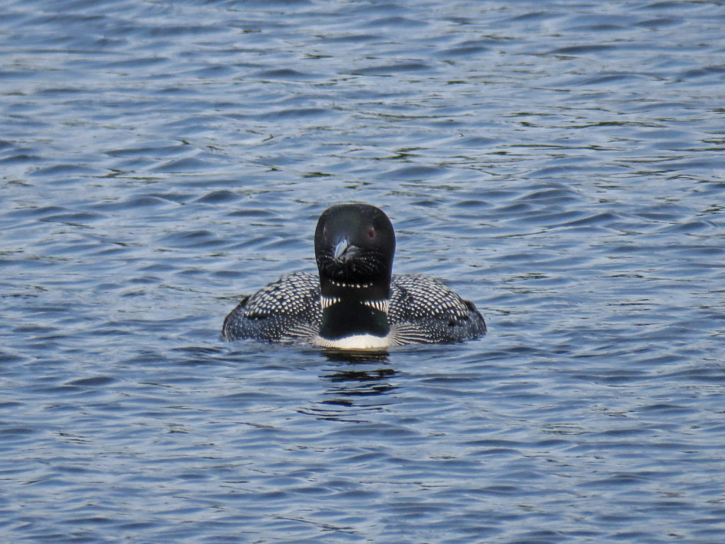 Y3-M06-Sherburne-National-Wildlife-Refuge-Common-Loon-2