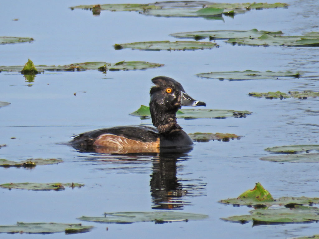Y3-M06-Sherburne-National-Wildlife-Refuge-Ring-Necked-Duck