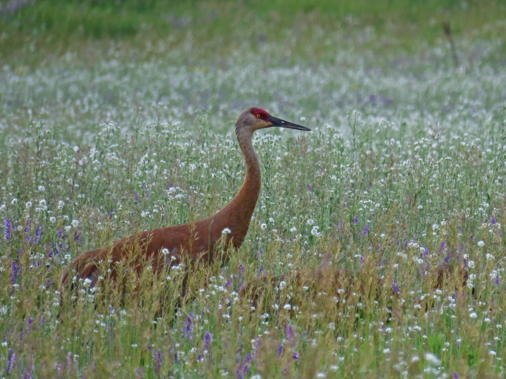 Y3-M06-Sherburne-National-Wildlife-Refuge-Sandhill-Crane-Wildflowers-3