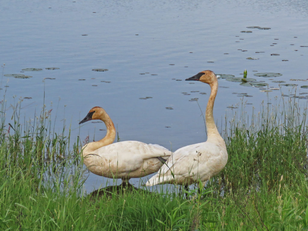 Y3-M06-Sherburne-National-Wildlife-Refuge-Tumpeter-Swans-1
