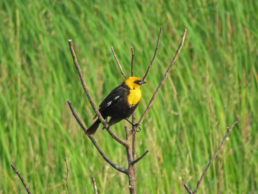 Y3-M06-Sherburne-National-Wildlife-Refuge-Yellow-Headed-Blackbird-1