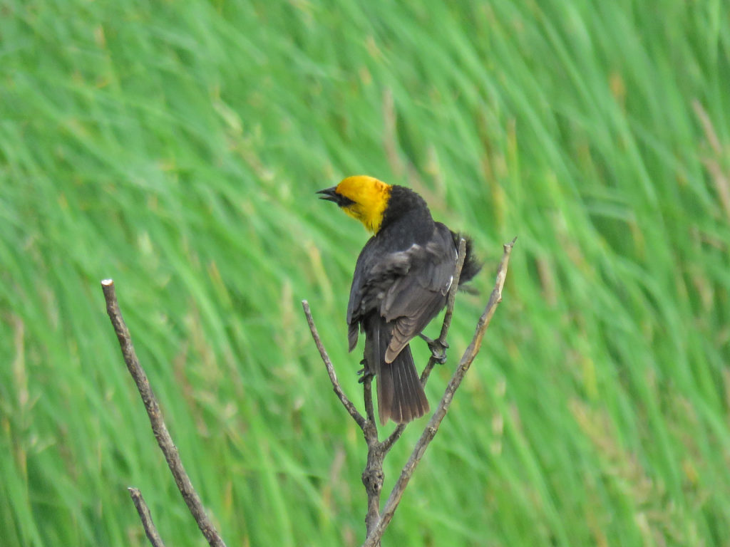 Y3-M06-Sherburne-National-Wildlife-Refuge-Yellow-Headed-Blackbird-2