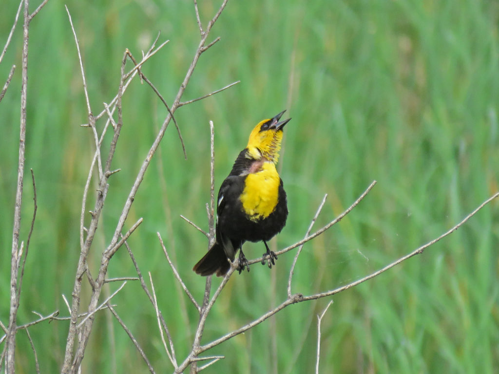 Y3-M06-Sherburne-National-Wildlife-Refuge-Yellow-Headed-Blackbird-4