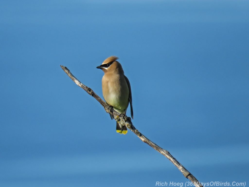 Y3-M06-Sunrise-Hawk-Ridge-Cedar-Waxwing