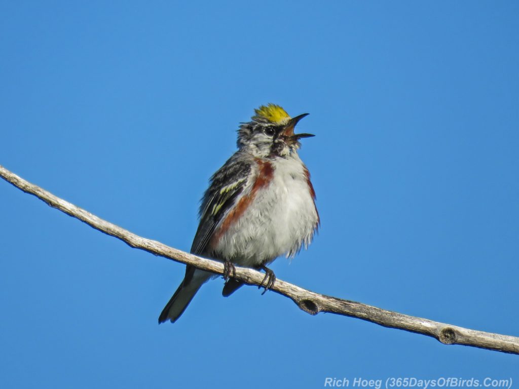 Y3-M06-Sunrise-Hawk-Ridge-Chestnut-Sided-Warbler