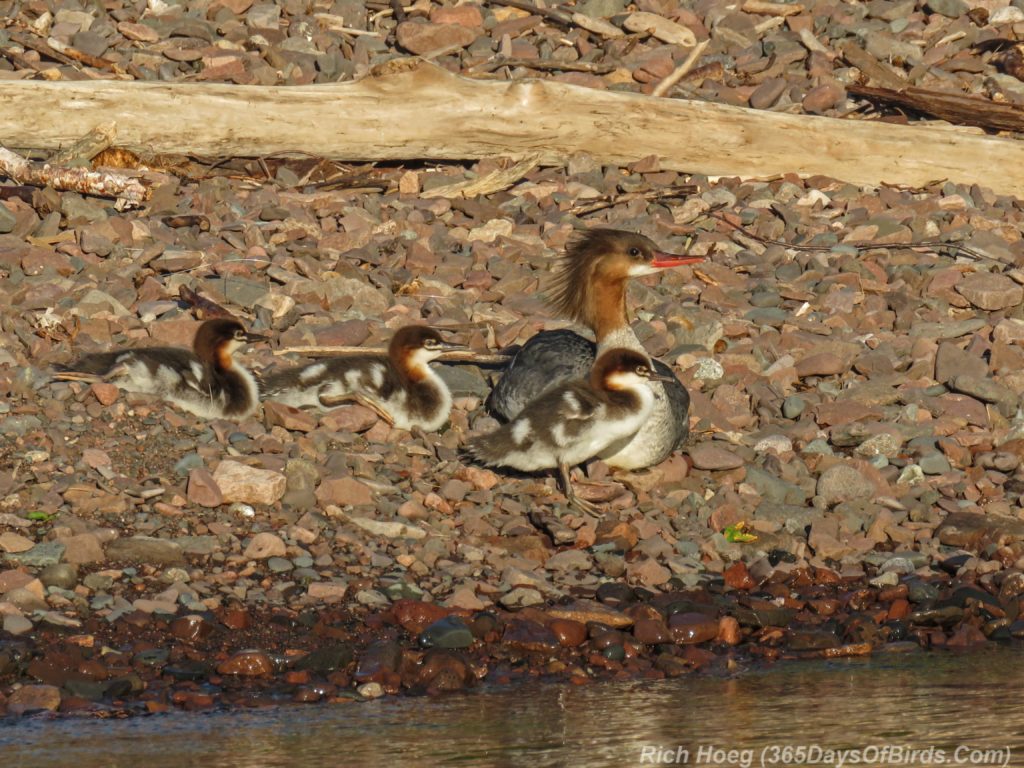 Y3-M06-Sunrise-Lester-River-Common-Merganser-Family-1