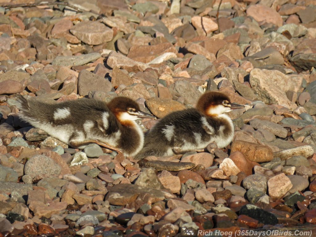 Y3-M06-Sunrise-Lester-River-Common-Merganser-Family-2