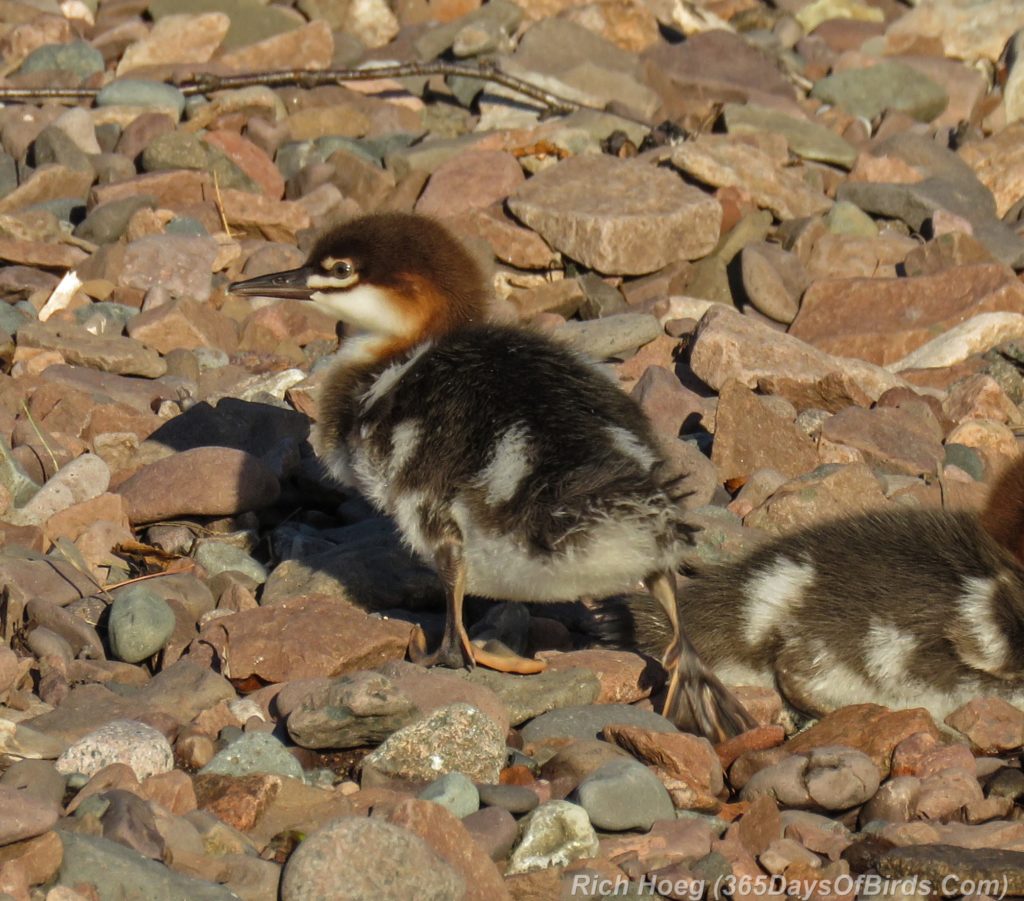 Y3-M06-Sunrise-Lester-River-Common-Merganser-Family-3