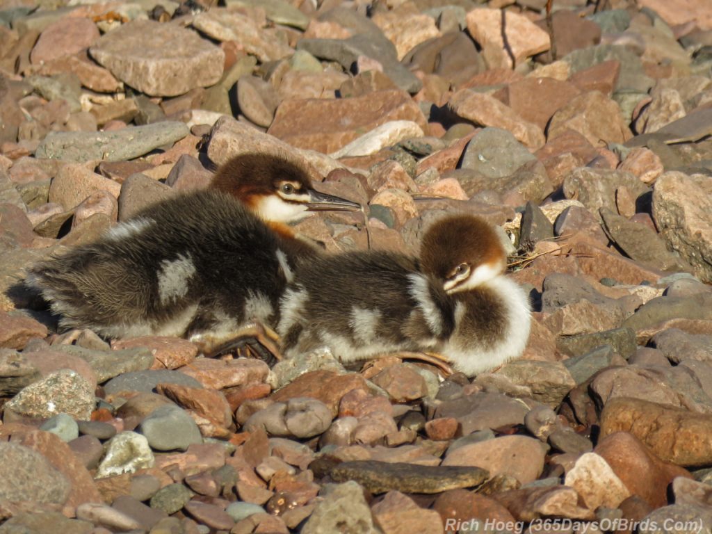 Y3-M06-Sunrise-Lester-River-Common-Merganser-Family-4