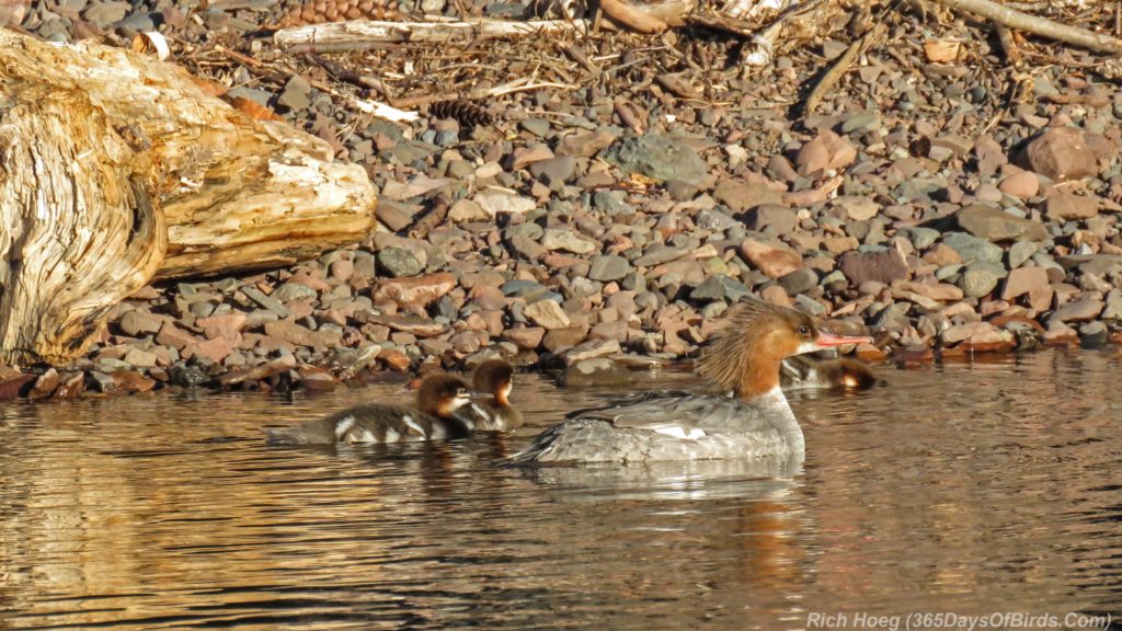 Y3-M06-Sunrise-Lester-River-Common-Merganser-Family-5