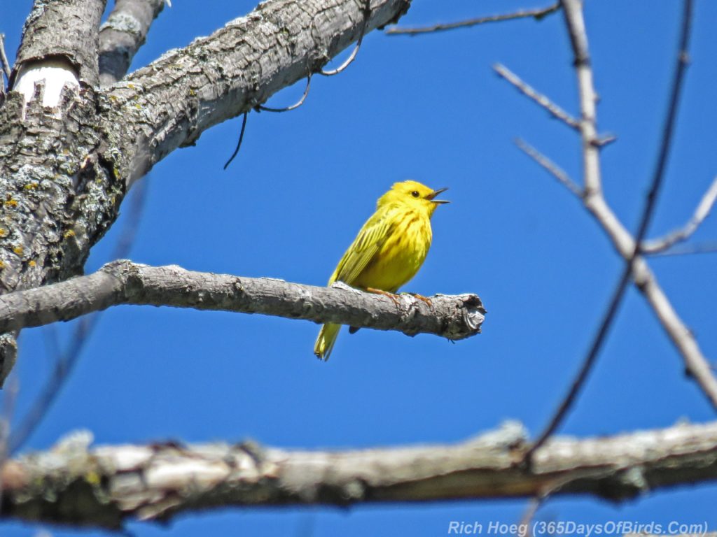 Y3-M06-Western-Waterfront-Trail-Yellow-Warbler-1