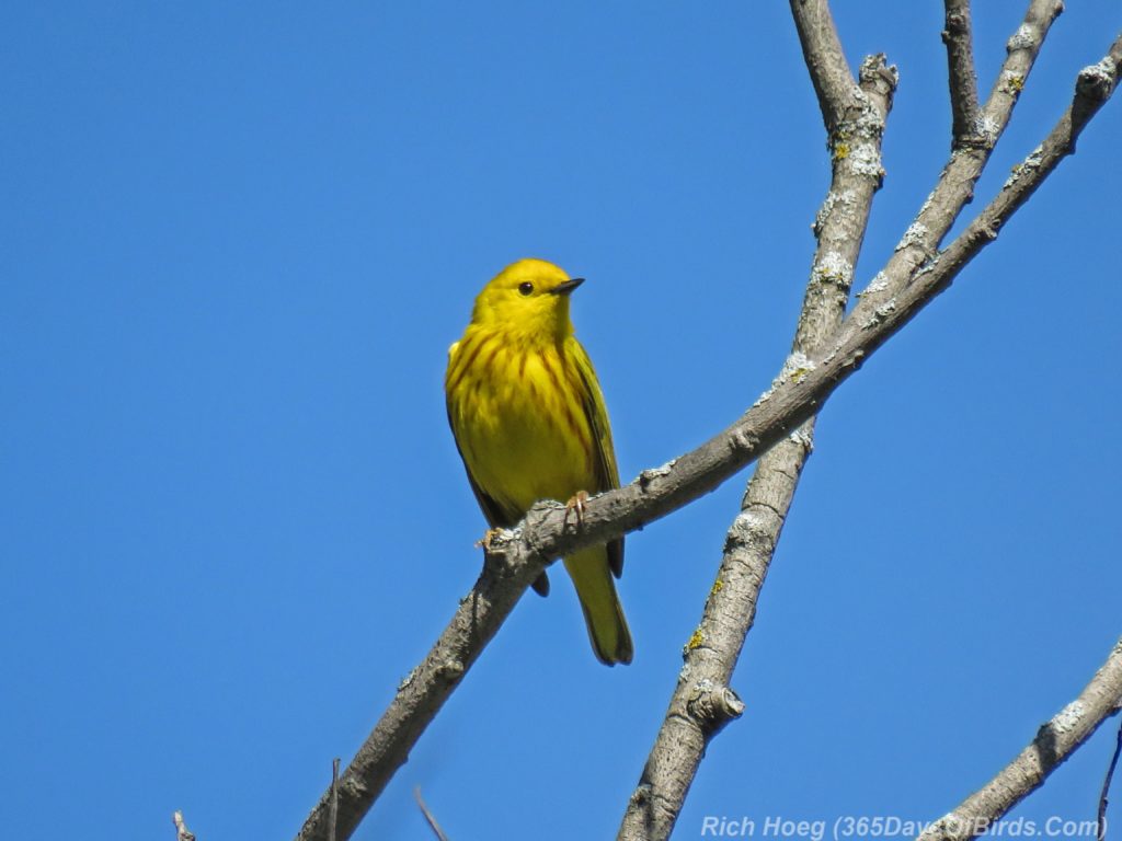 Y3-M06-Western-Waterfront-Trail-Yellow-Warbler-2