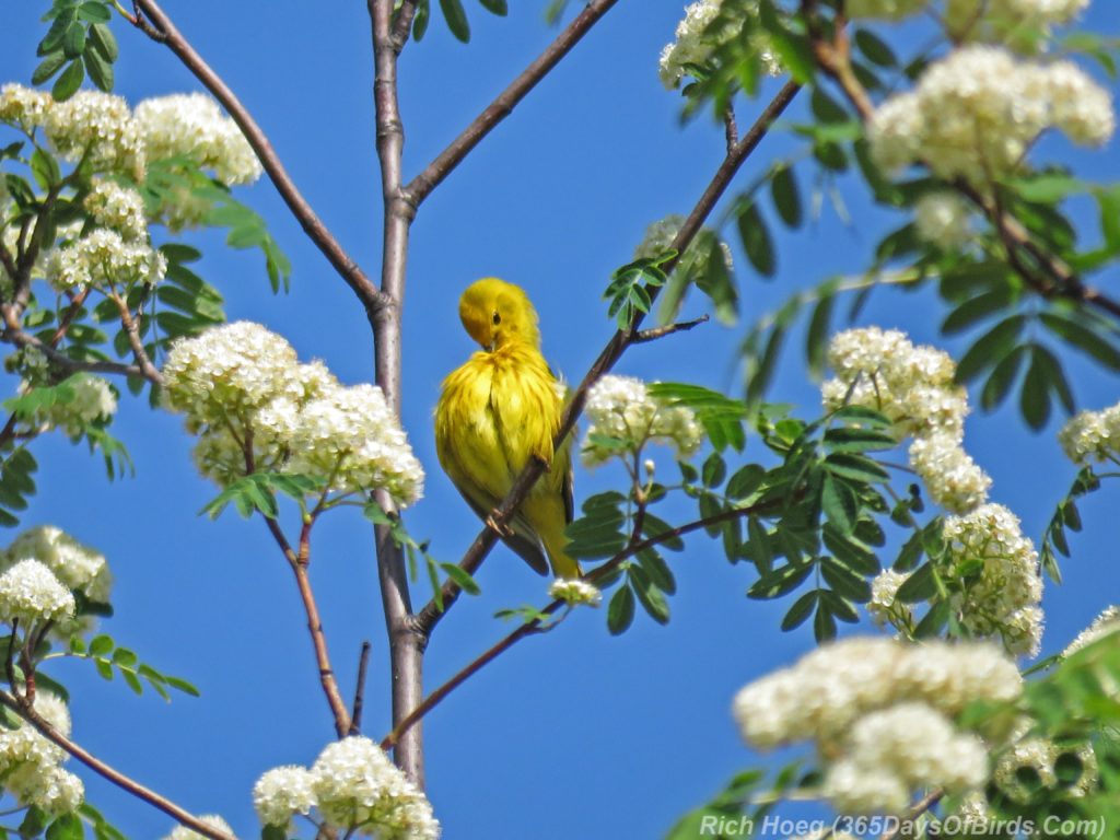 Y3-M06-Western-Waterfront-Trail-Yellow-Warbler-3