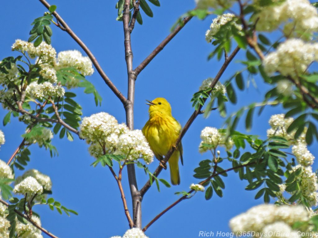 Y3-M06-Western-Waterfront-Trail-Yellow-Warbler-4