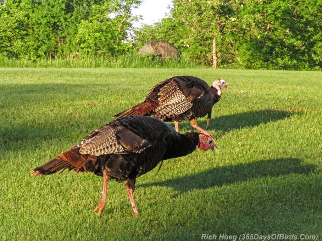 Y3-M06-Wild-Turkey-1-Pair