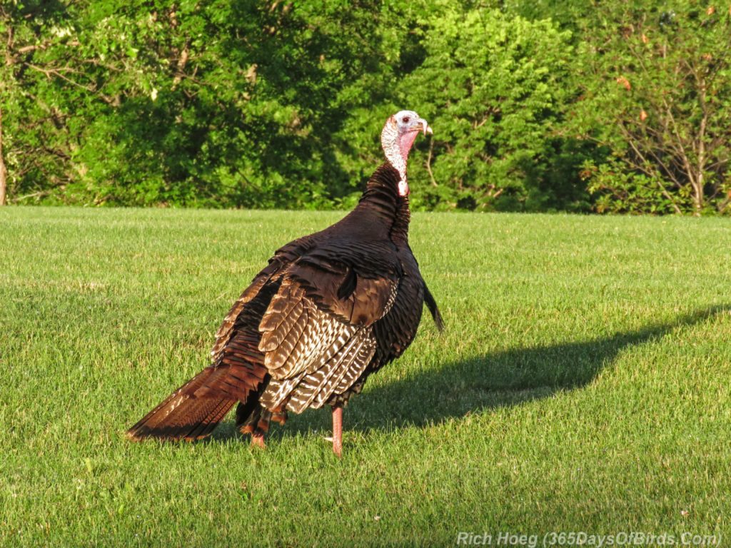 Y3-M06-Wild-Turkey-2-Early-Sun