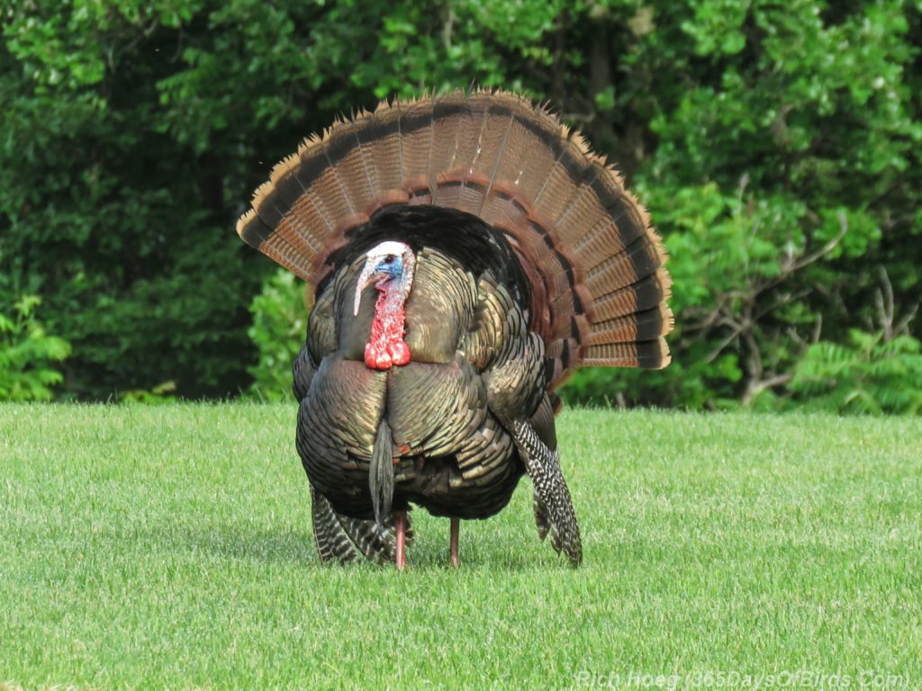 Y3-M06-Wild-Turkey-3-Full-Display