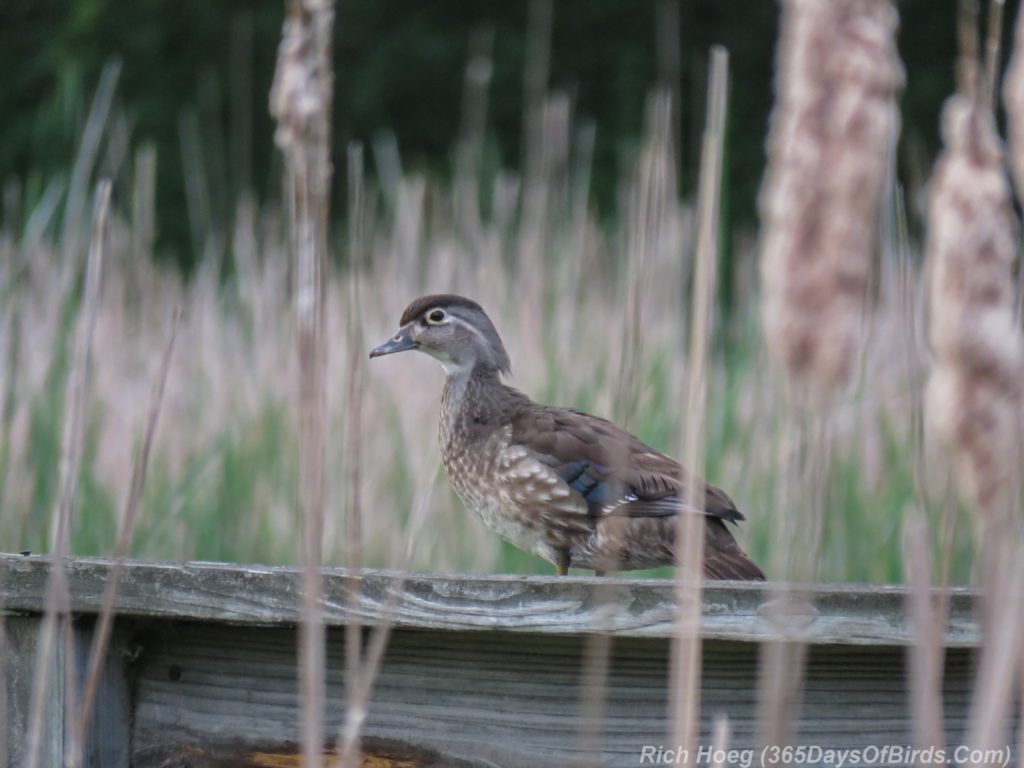 Y3-M06-Wood-Duck-Dock