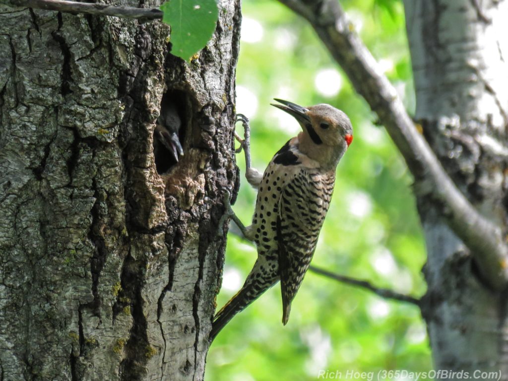 Y3-M06-Yellow-Shafted-Flicker-Feeding-Chicks-1-Mom-Arrives-at-Hole