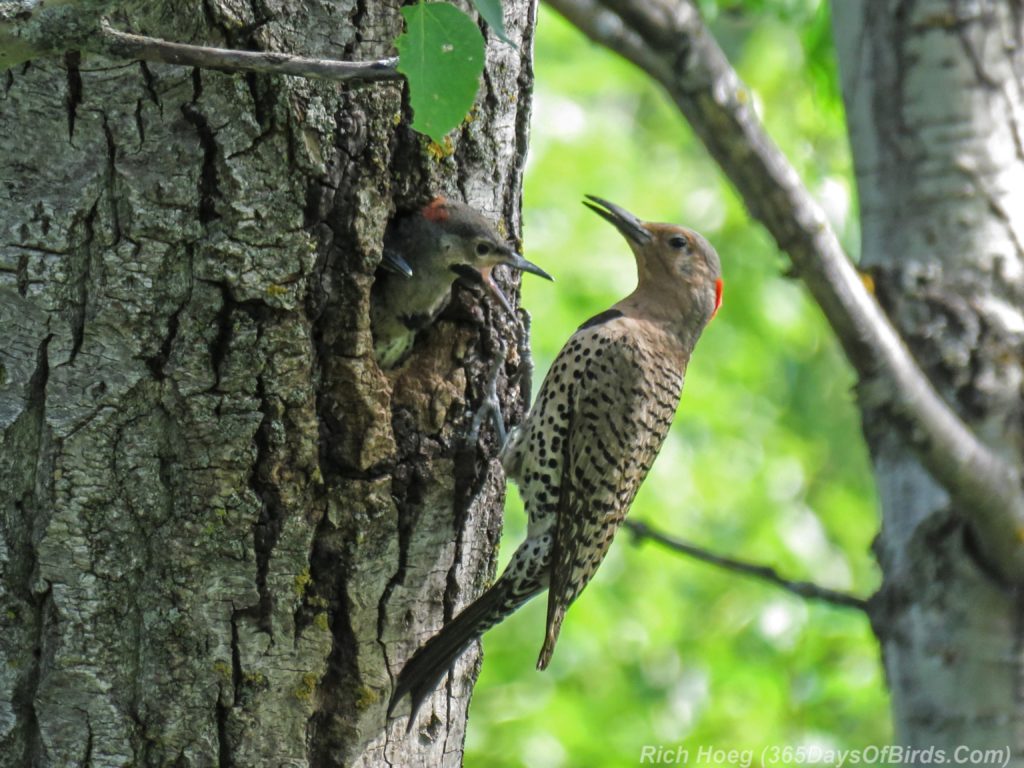 Y3-M06-Yellow-Shafted-Flicker-Feeding-Chicks-3-Two-Chicks