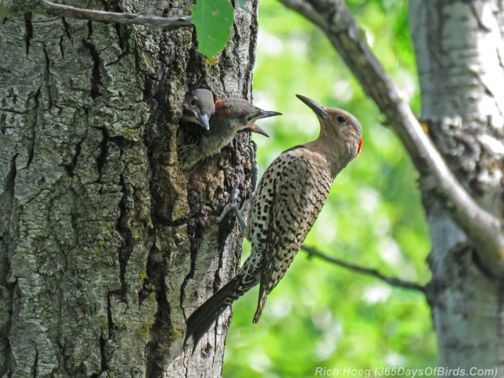 Y3-M06-Yellow-Shafted-Flicker-Feeding-Chicks-4-Two-Chicks