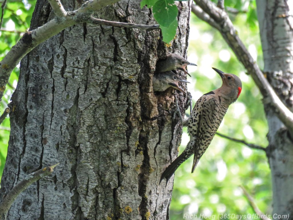 Y3-M06-Yellow-Shafted-Flicker-Feeding-Chicks-5-Two-Chicks