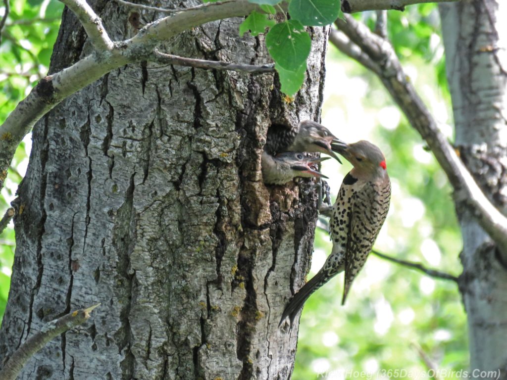 Y3-M06-Yellow-Shafted-Flicker-Feeding-Chicks-6-Two-Chicks