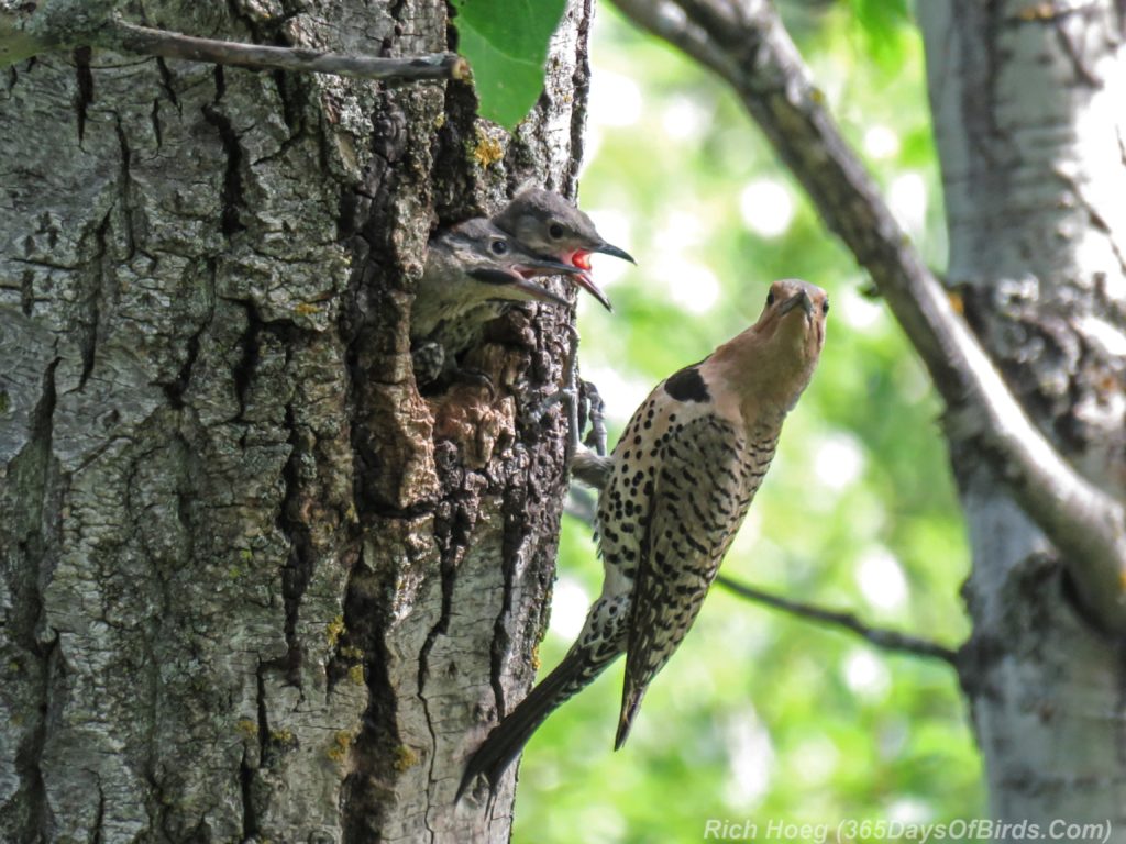 Y3-M06-Yellow-Shafted-Flicker-Feeding-Chicks-7-Two-Chicks