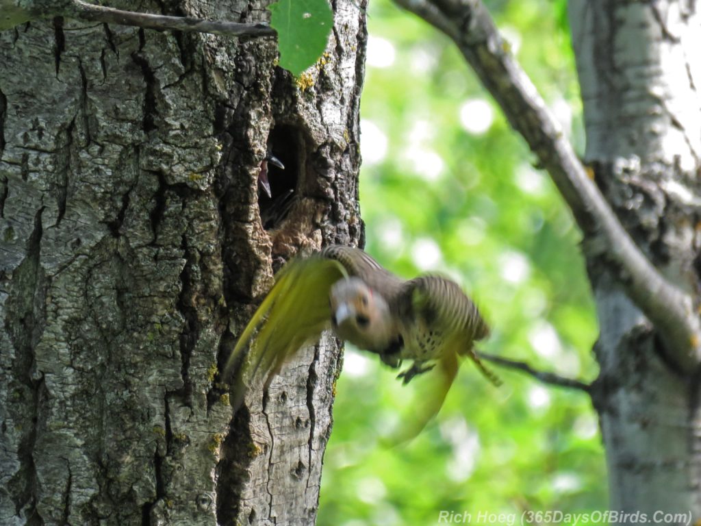 Y3-M06-Yellow-Shafted-Flicker-Feeding-Chicks-8-Mom-Flies-Away-from-Hole