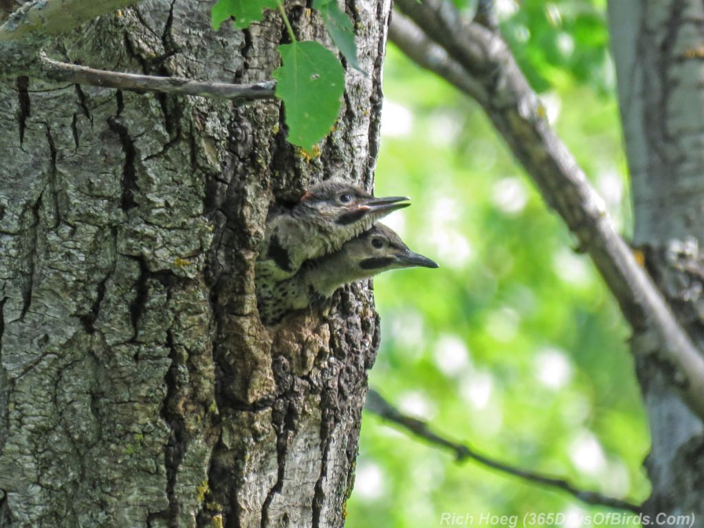 Y3-M06-Yellow-Shafted-Flicker-Feeding-Chicks-9-Chicks-Waiting-for-Mom