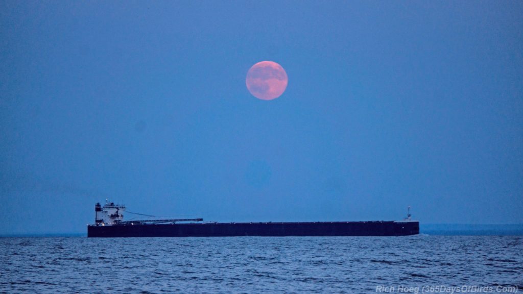 American-Century-Under-Summer-Moon