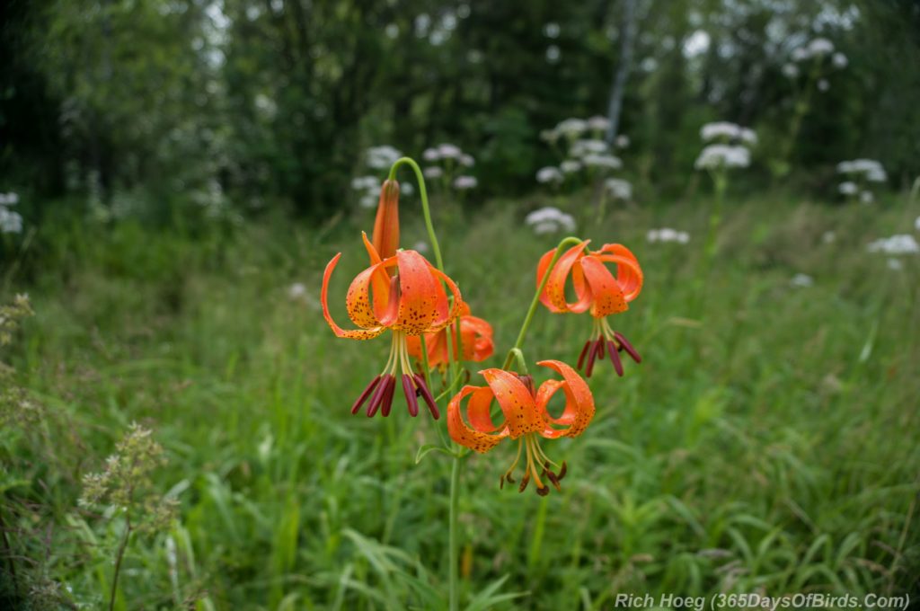 Tiger-Lillies