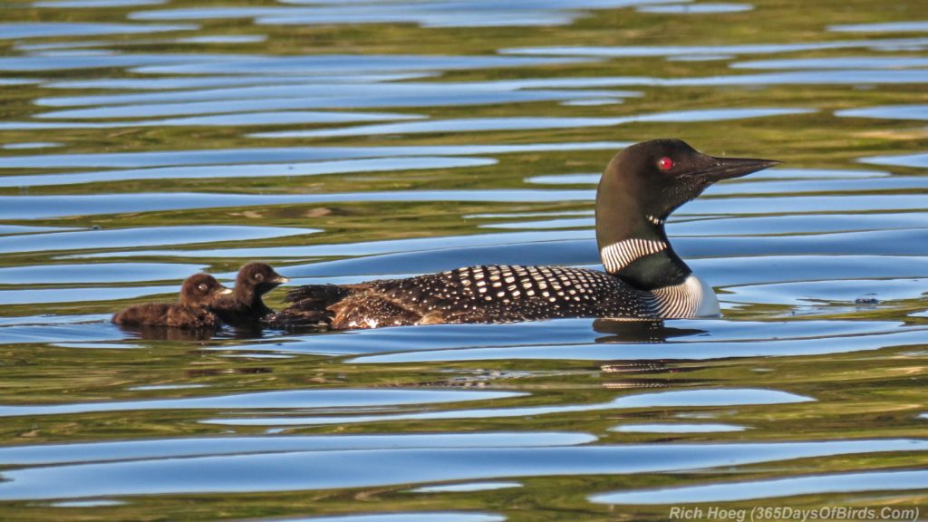 Y3-M06-Northstar-Lake-Common-Loon-03-Family-Swim